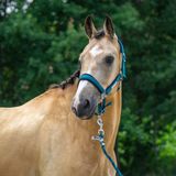 Horka HALSTER SET CLASSIC DELIGHT | Pony