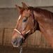 Harry's Horse Jansen International Trading B.V. Halster Leder Flash | Full Bruin Paard