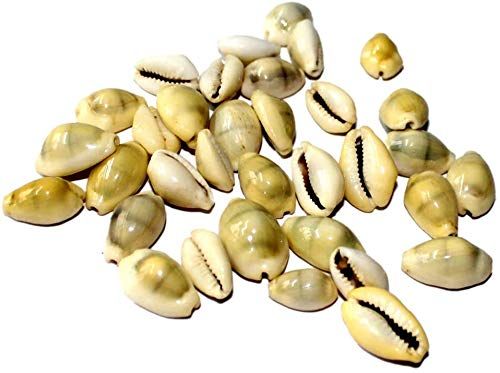 spacetouch Lakshmi Peeli/Geel Kawri Kodi Peeli Cowrie Zeeschelp | Laxmi en Diwali Pooja Artikel Kaudi Schelpen (Naturel Geel) - Set van 51