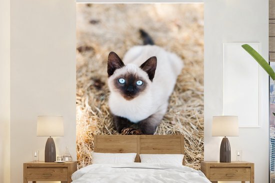 Nr1Wallpaper Behang - Fotobehang Een siamese kitten met blauwe ogen in het hooi - Breedte 160 cm x hoogte 240 cm