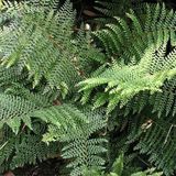 Arborix Polystichum 6 x Polystichum Setiferum 'Dahlem' - Schildvaren pot 9x9cm - Wintergroene varen