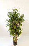 Oosterik Home Dracaena surculosa 120 cm kunstplant