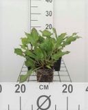GRDplanten Groendecor Tuinarchitectuur 6x Duizenknoop - Persicaria ampl. 'Rosea' | 9x9 cm pot
