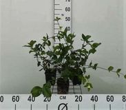 GRDplanten Groendecor Tuinarchitectuur 12x Kruipende Kardinaalsmuts - Euonymus fort. 'Dart's Blanket' | 9x9 cm pot
