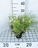 GRDplanten Groendecor Tuinarchitectuur 6x Mossteenbreek - Saxifraga (a) 'Schneeteppich' | 9x9 cm pot