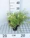 GRDplanten Groendecor Tuinarchitectuur 6x Mossteenbreek - Saxifraga (a) 'Schneeteppich' | 9x9 cm pot