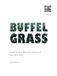 Buffel Grass Pasture