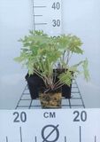 GRDplanten Groendecor Tuinarchitectuur 6x Ridderspoor - Delphinium (p) 'Astolat' | 9x9 cm pot