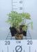 GRDplanten Groendecor Tuinarchitectuur 6x Ridderspoor - Delphinium (p) 'Astolat' | 9x9 cm pot