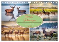 Hirsch Calvendo Hirsch Sichtungen (Wandkalender 2027 DIN A4 quer)