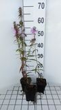 GRDplanten Groendecor Tuinarchitectuur 6x Vlambloem - Phlox (m) 'Rosalinde' | 9x9 cm pot