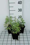 GRDplanten 6x Kattekruid - Nepeta racemosa 'Snowflake' | 9x9 cm pot