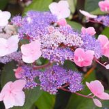 Hydrangea Hydrangea aspera 'Hot Chocolate'® 25-30cm - Hortensia velours, hortensia élégante à feuilles brun chocolat