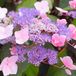 Arborix Hydrangea Hydrangea aspera 'Hot Chocolate'® 25-30cm - Fluweelhortensia, sierlijke hortensia met chocoladebruin blad