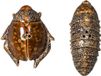 ByOn Bug sel et poivre brun porcelaine