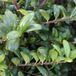 Arborix Ilex Crenata 'Convexa' - Japanse hulst 30-40 cm pot