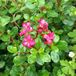 Arborix Escallonia 'Red Dream' - Escallonia 20-25cm in pot