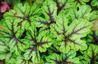 GRDplanten Groendecor Tuinarchitectuur 6x Schuimklokje - Heucherella hybr. 'Tapestry' | 9x9 cm pot