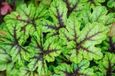 GRDplanten Groendecor Tuinarchitectuur 6x Schuimklokje - Heucherella hybr. 'Tapestry' | 9x9 cm pot