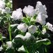 Arborix 6 x Pulmonaria Officinalis 'Sissinghurst White' - Longkruid pot 9x9cm