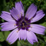 Arborix Catananche 6 x Catananche Caerulea - Blauwe Strobloem Pot 9x9 cm - Hemelsblauwe Bloeier