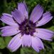 Arborix Catananche 6 x Catananche Caerulea - Blauwe Strobloem Pot 9x9 cm - Hemelsblauwe Bloeier