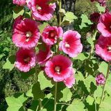 Arborix 6 x Alcea Rosea 'Rubra' - Stokroos Pot 9x9 cm - Dieprode Bloemen