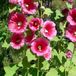 Arborix 6 x Alcea Rosea 'Rubra' - Stokroos Pot 9x9 cm - Dieprode Bloemen