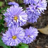 Arborix Aster 6 x Aster Novi Belgii 'Marie Ballard' - Herfstaster pot 9x9 cm