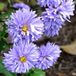 Arborix Aster 6 x Aster Novi Belgii 'Marie Ballard' - Herfstaster pot 9x9 cm