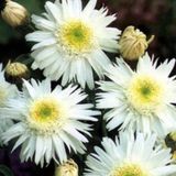 Arborix Leucanthemum 6 x 'Wirral Supreme' - Margriet Pot 9x9 cm - Grote Witte Bloemen