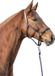 HKM Leren halster -Classy- zacht onderlegd