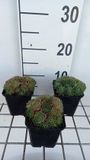 Groendecor Tuinarchitectuur 6x Maison - Sempervivum hybr. 'Triste' | pot de 9x9 cm