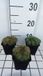 GRDplanten Groendecor Tuinarchitectuur 6x Huislook - Sempervivum hybr. 'Triste' | 9x9 cm pot