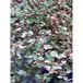 Pseudanthus 'radiance' Pot de 1,5l/2l