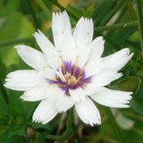 Arborix 6 x Catananche Caerulea 'Alba' - Blauwe Strobloem pot 9x9cm