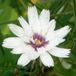Arborix 6 x Catananche Caerulea 'Alba' - Blauwe Strobloem pot 9x9cm