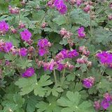 Arborix 6 x Geranium Macrorrhizum 'Bevan's Variety' - Ooievaarsbek pot 9x9cm - Bodembedekker