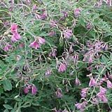 Lespedeza Thunbergii - Lespedeza 30-40 cm in pot