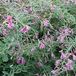 Lespedeza Thunbergii - Lespedeza 30-40 cm in pot