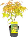 Bloomique - Acer Palmatum Orange Dream - Japanse Esdoorn - Oranje Blad - Tuinplanten - Winterhard - Hoogte 20-30 cm - Pot 10,5 cm
