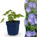 Green boutiQ Geranium 'Rozanne' Bodembedekkend Blauw 3 Planten Pot 11cm