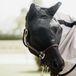 Kentucky Horsewear - Vliegenmasker Classic met oren - Zwart - Full