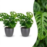 Green boutiQ Monstera Adansonii - Rhaphidophora Tetrasperma - 2 Planten - Pot 12cm - Hoogte 25cm