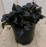 Warentuin natuurlijk Zenegroen Ajuga donkerrood 3 stuks