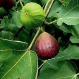 GRDplanten Groendecor Tuinarchitectuur Vijg 'Brown Turkey' - Ficus carica 'Brown Turkey' | STRUIK C
