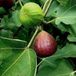 GRDplanten Groendecor Tuinarchitectuur Vijg 'Brown Turkey' - Ficus carica 'Brown Turkey' | STRUIK C