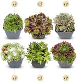 Green boutiQ - 12x Sempervivum Big Sam - Huislook - Diversen - Vaste plant - Ø7cm - 10-12cm