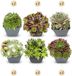 Green boutiQ - 12x Sempervivum Big Sam - Huislook - Diversen - Vaste plant - Ø7cm - 10-12cm