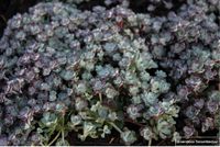GRDplanten Groendecor Tuinarchitectuur 6x Vetkruid - Sedum spathulifolium ‘Cape Blanco’ | 9x9 cm pot